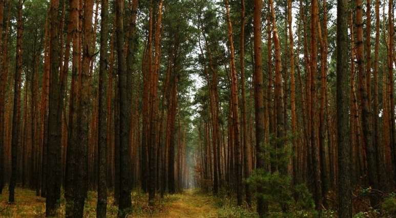 «Броварський ліс» оголошено ландшафтним заказником місцевого значення 