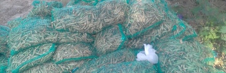 Як новоградським командам взяти участь в чемпіонаті області з пляжного футболу